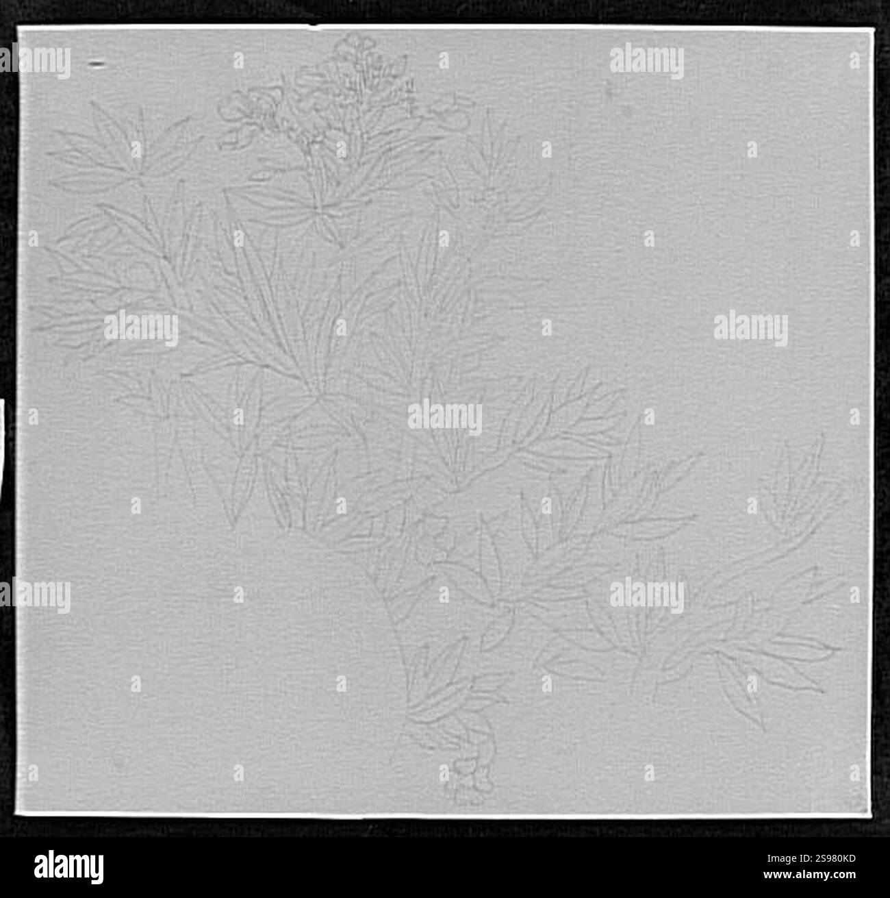 Gustave Moreau-Etude de plantes autour d'une tete-des. 11286. Banque D'Images