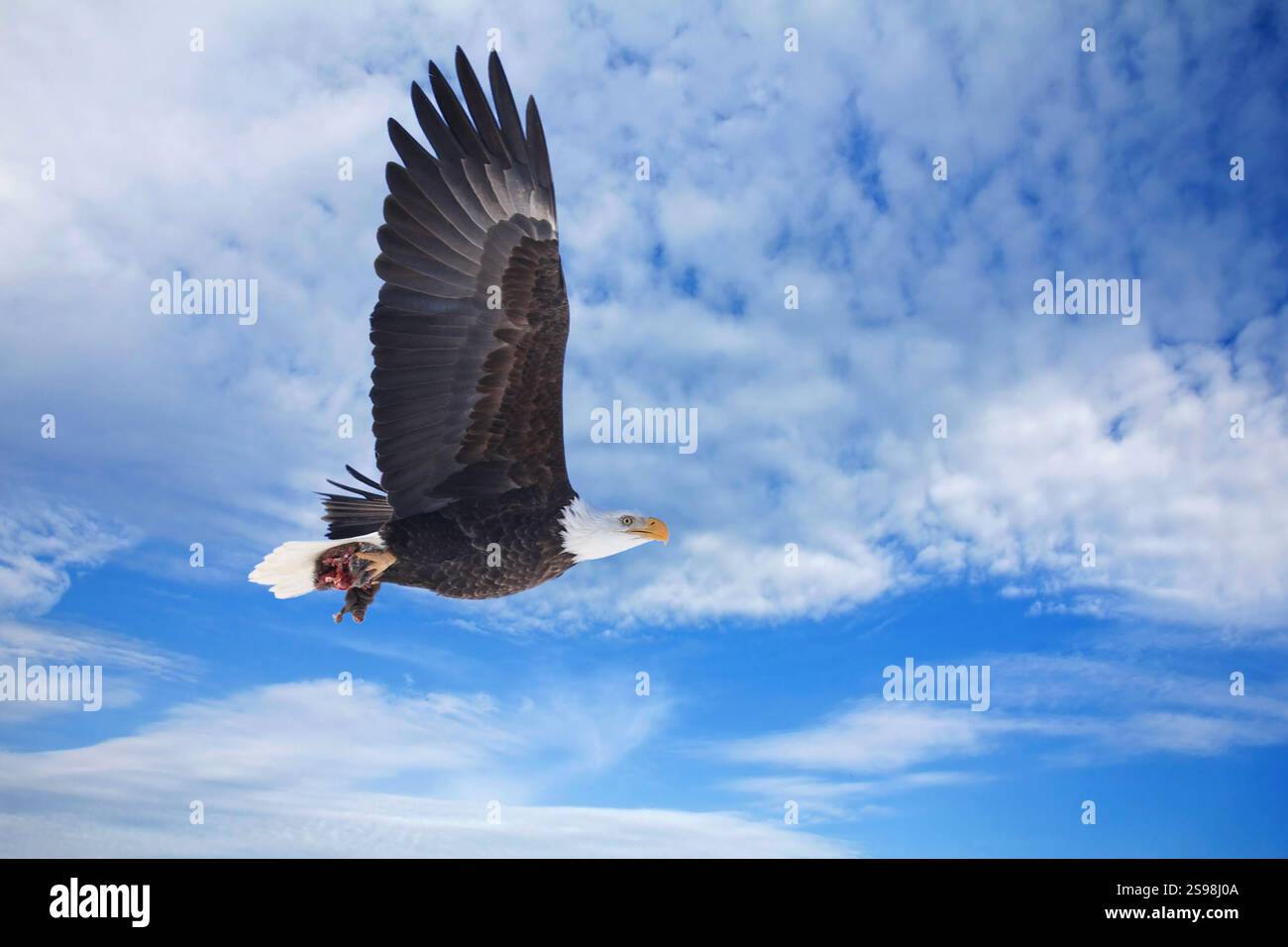Aigle chauve en vol avec sa proie, Québec, Canada Banque D'Images