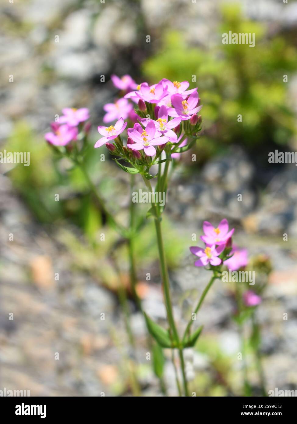 Feverwort Centaurium erythraea fleurs roses fleuries Banque D'Images