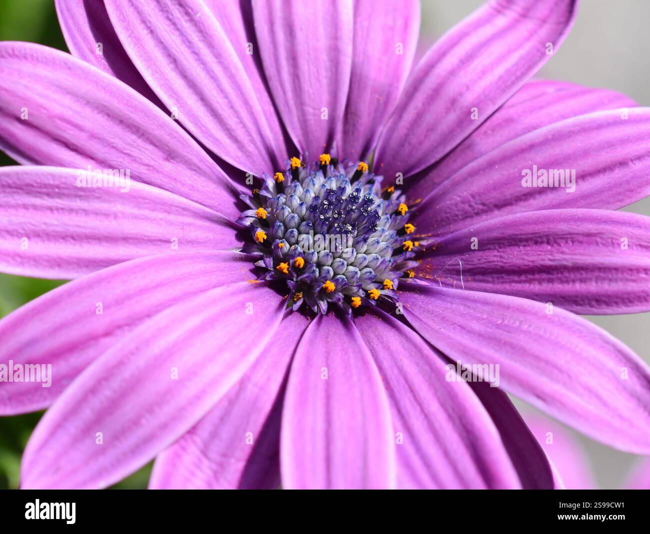 Fleurs mauve africaines en gros plan Banque D'Images