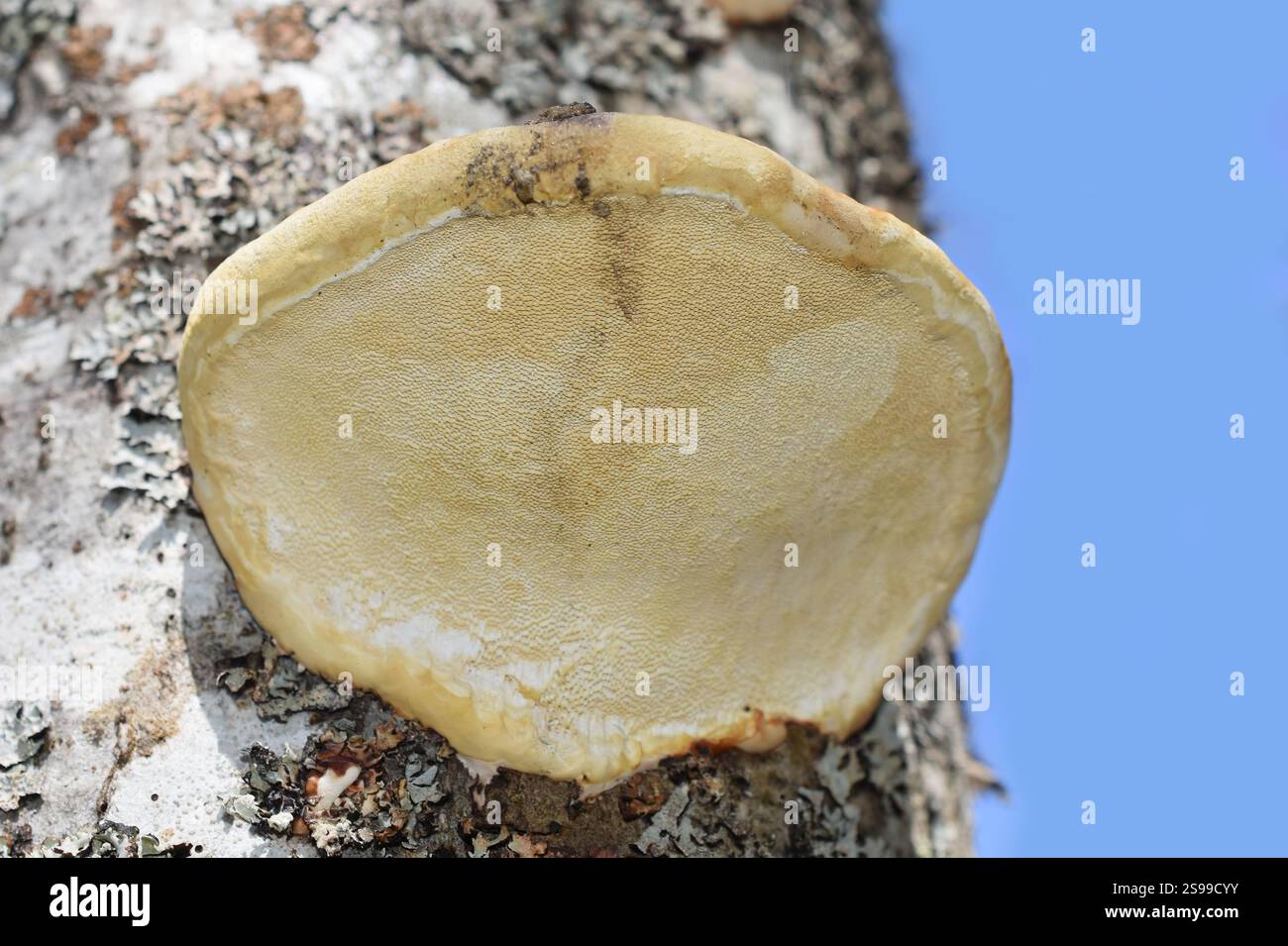 Dessous d'un champignon polypore conk poussant sur un tronc d'arbre Banque D'Images