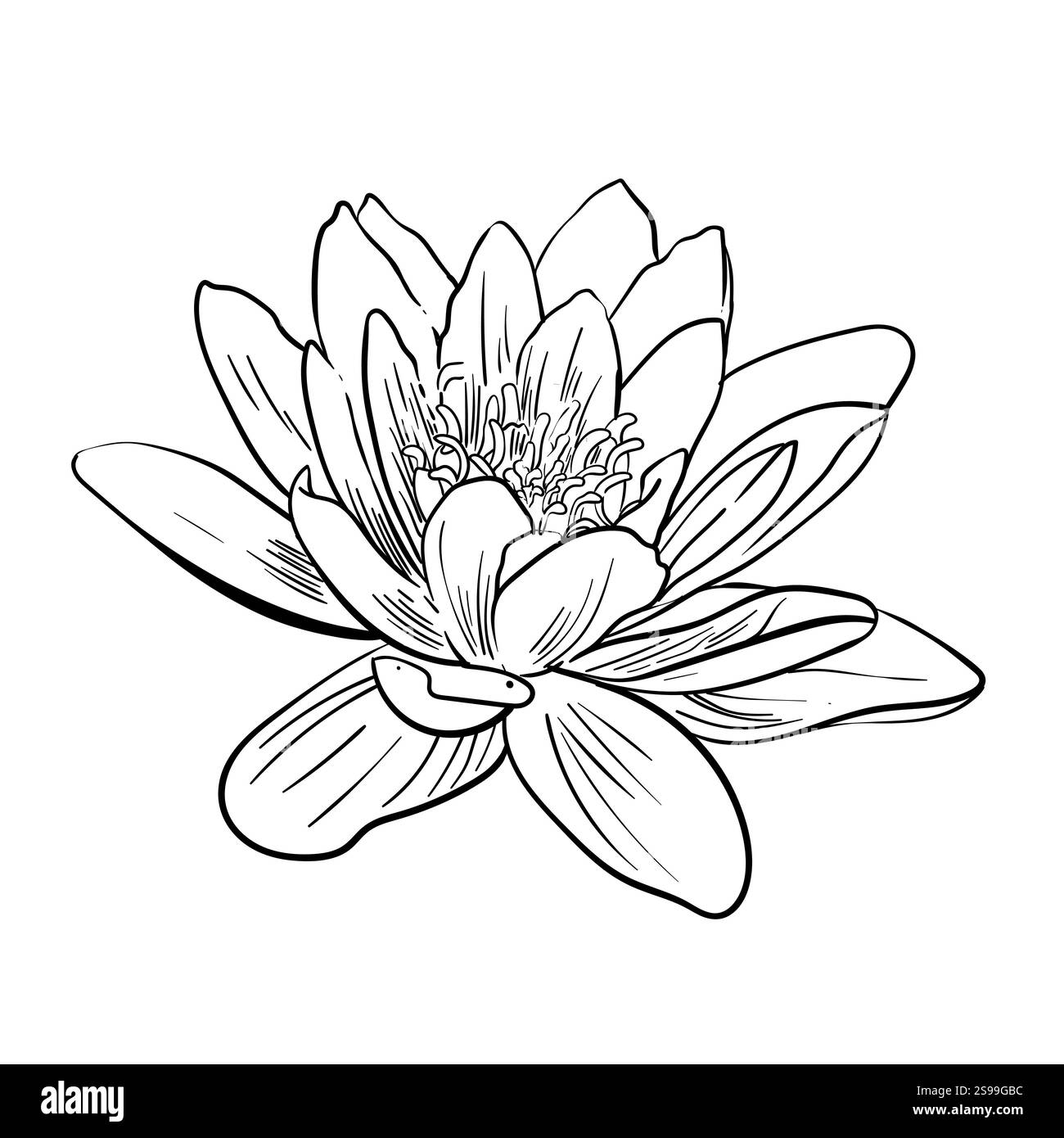 Nénuphar. Vecteur de style de gravure de fleur de Lotus. Dessin au trait. Pour le web, logos, etc Illustration de Vecteur