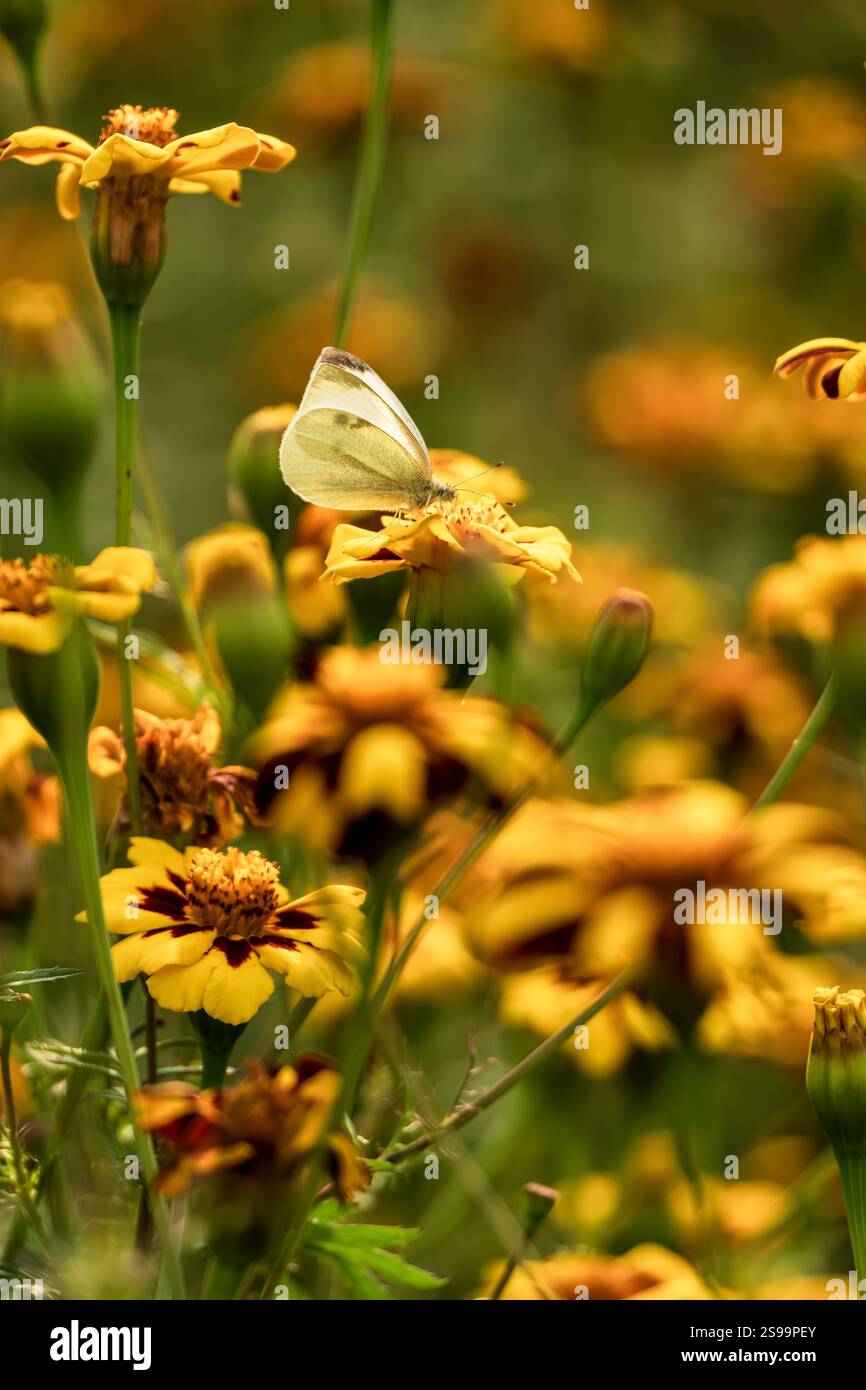 Papillon blanc de chou sur les jaunes vives Marigolds dans le jardin d'été Banque D'Images
