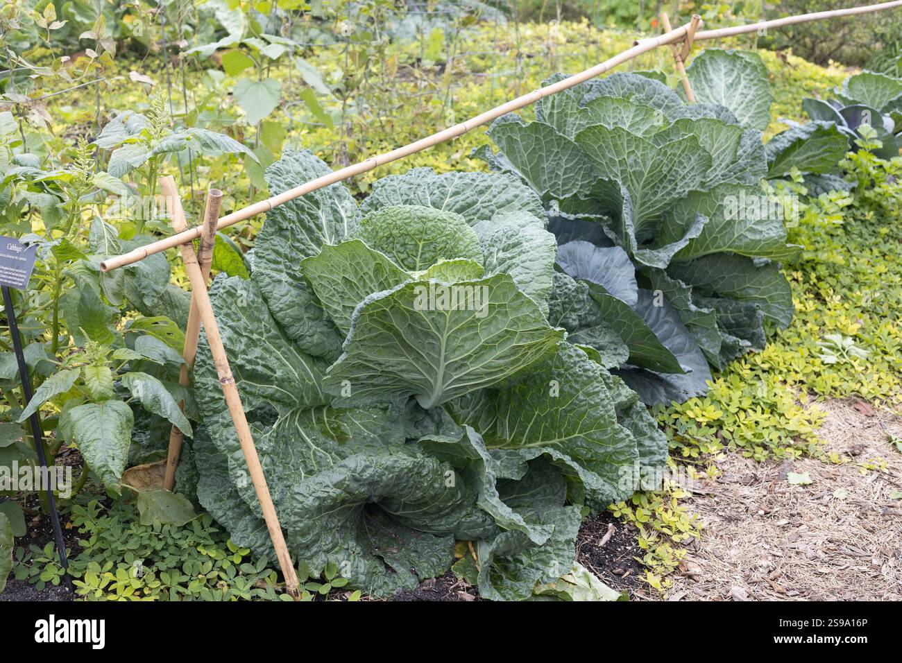 Brassica oleracea capitata - chou - poussant dans un jardin. Banque D'Images