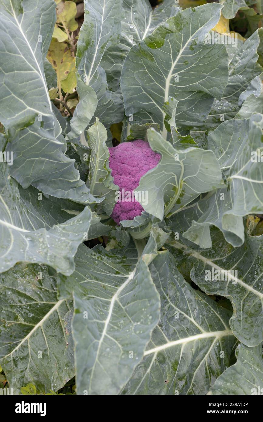 Brassica oleracea var. botrytis - chou-fleur, poussant dans un jardin. Banque D'Images