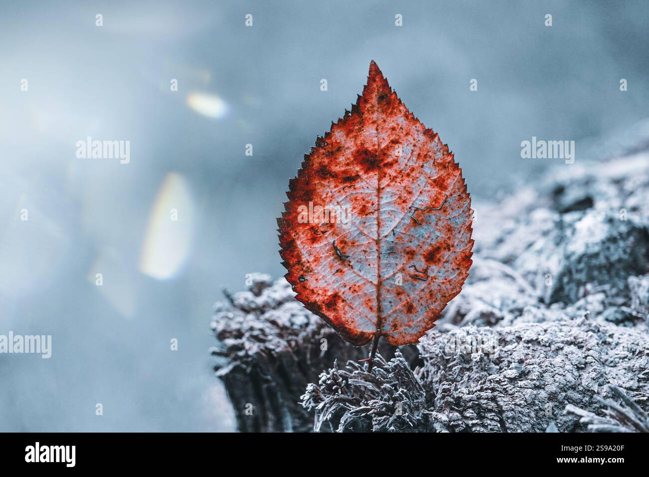 feuille sèche bleue et rouge en hiver, feuille d'arbre, fond bleu Banque D'Images