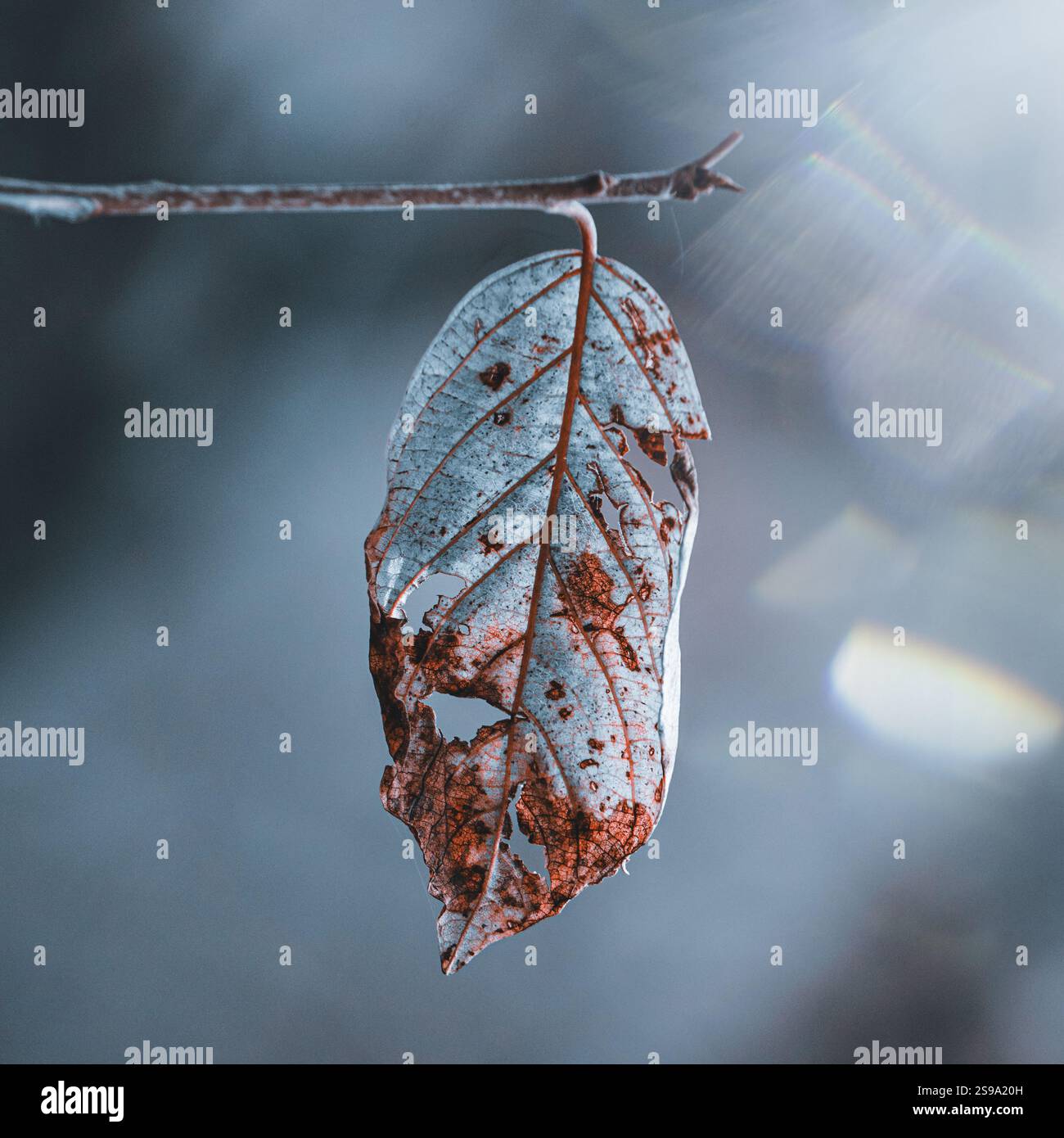 feuille sèche bleue et rouge en hiver, feuille d'arbre, fond bleu Banque D'Images