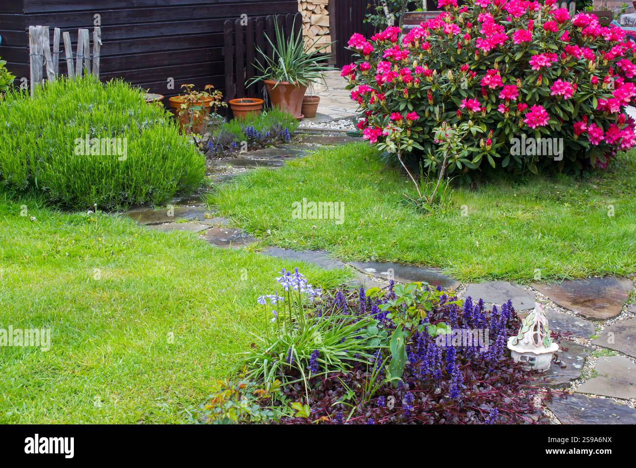 Jardin rustique - fleurs de rhododendron rose en fleurs Banque D'Images