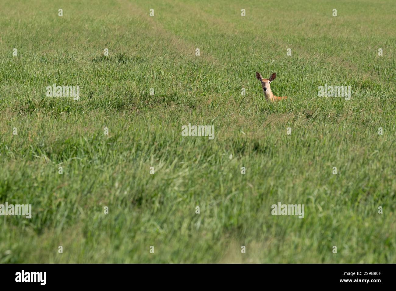 Cerf de Virginie dans la vallée de Wallowa en Oregon. Banque D'Images