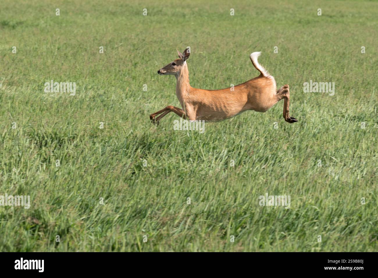 Cerf de Virginie dans la vallée de Wallowa en Oregon. Banque D'Images