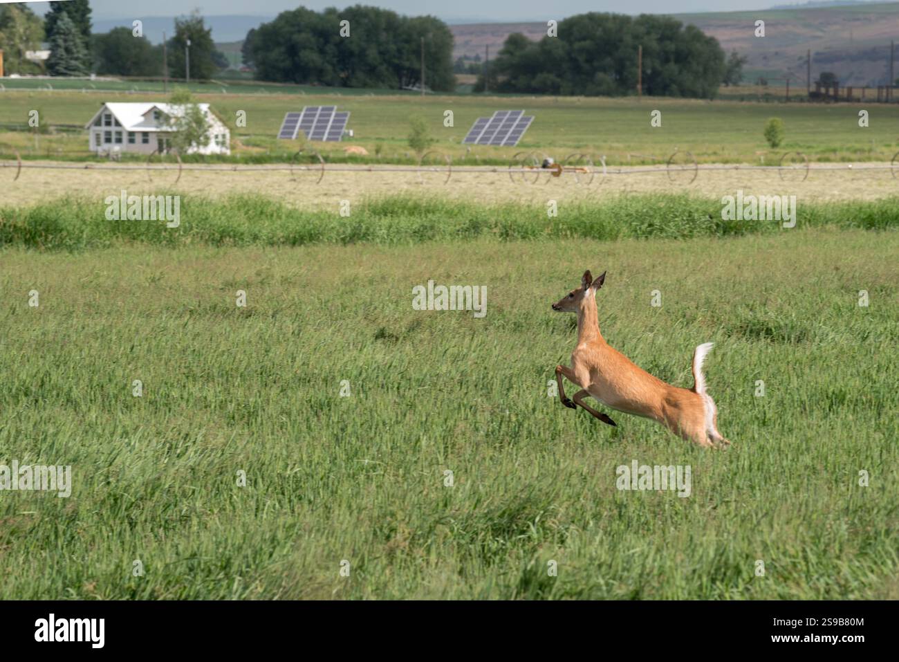 Cerf de Virginie dans la vallée de Wallowa en Oregon. Banque D'Images