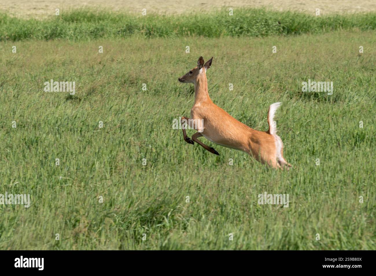 Cerf de Virginie dans la vallée de Wallowa en Oregon. Banque D'Images