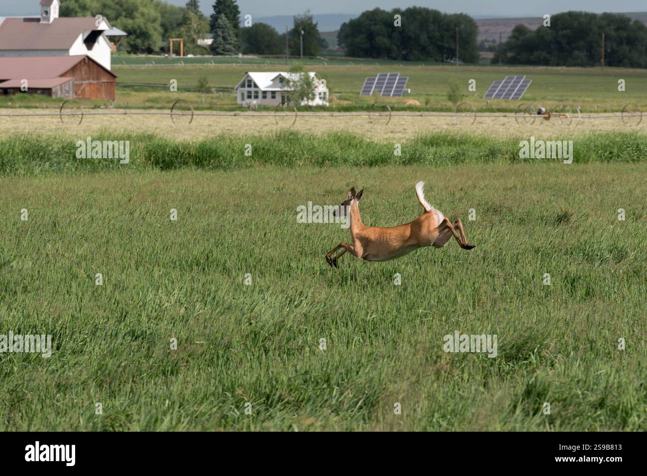 Cerf de Virginie dans la vallée de Wallowa en Oregon. Banque D'Images