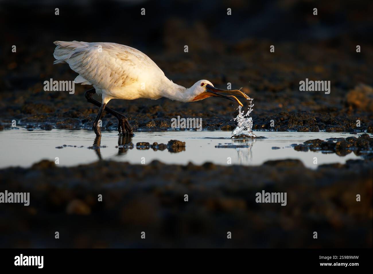 Eurasien ou cuillère commune Platalea leucorodia échassier de la famille ibis et cuillère Threskiornithidae, largement répandue en Europe, en Asie et en Afrique, Banque D'Images
