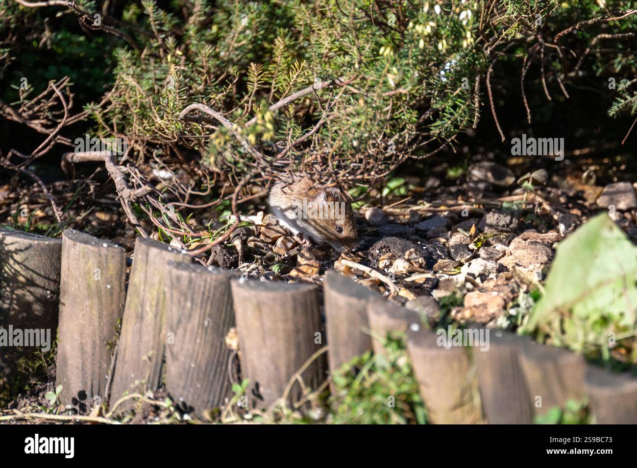 Bank vole [Myodes glareolus] dans un jardin de banlieue mangeant de la nourriture renversée pour oiseaux. Banque D'Images