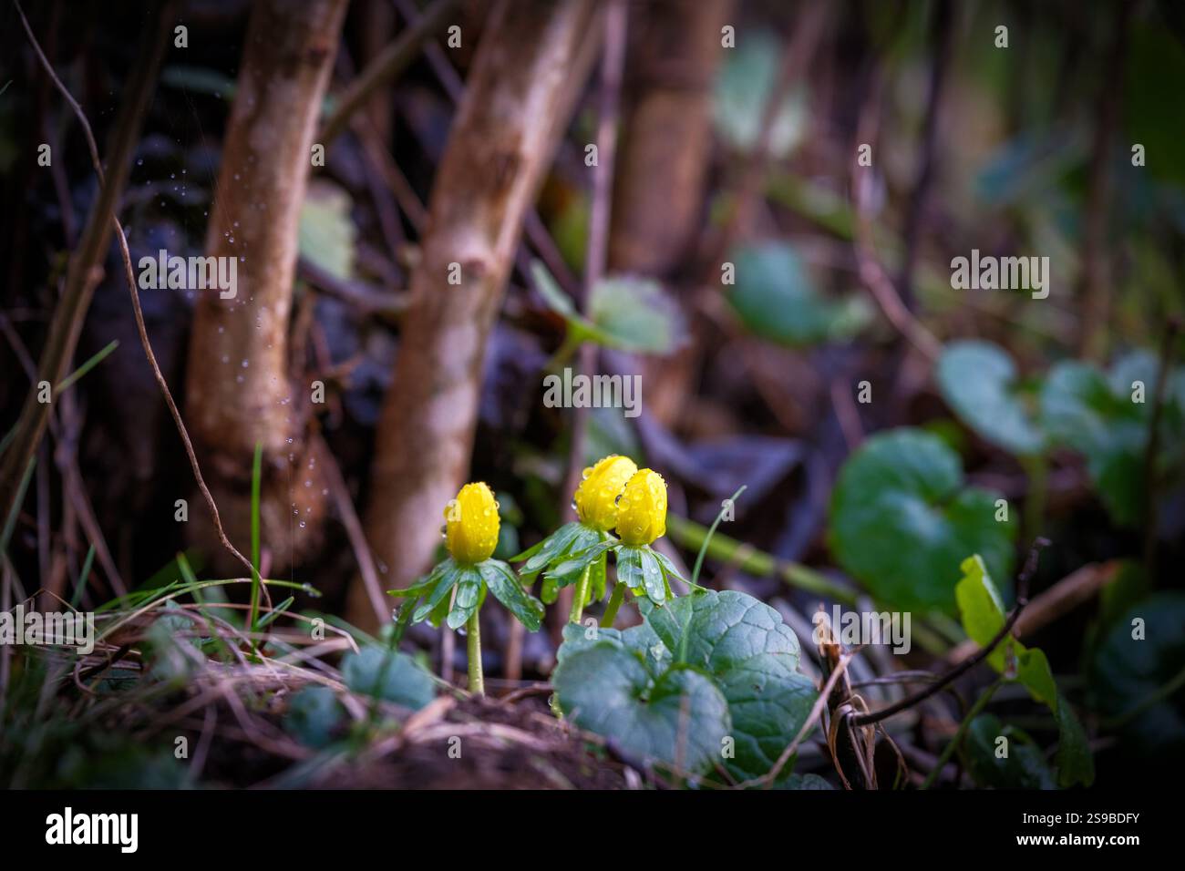 Gros plan d'une plante d'aconite d'hiver couverte de gouttes de pluie Banque D'Images