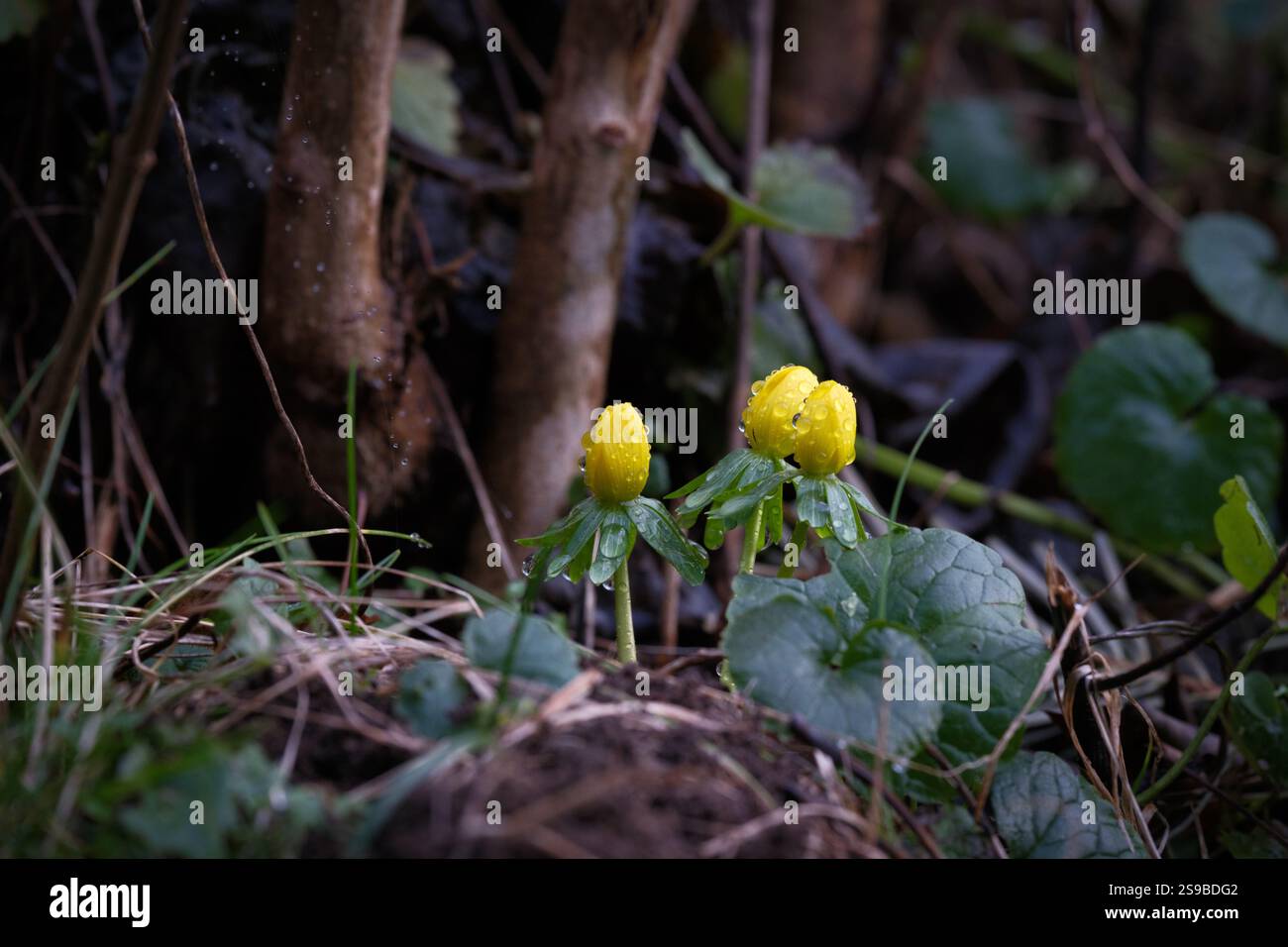 Gros plan d'une plante d'aconite d'hiver couverte de gouttes de pluie Banque D'Images