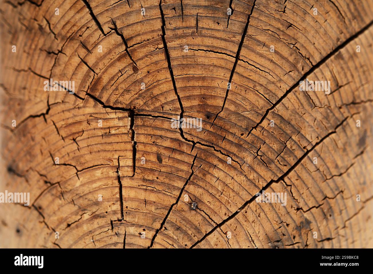 Une image en gros plan d'une coupe transversale d'arbre montrant des anneaux de croissance annuels complexes et des fissures naturelles. La texture du bois altérée souligne la beauté Banque D'Images