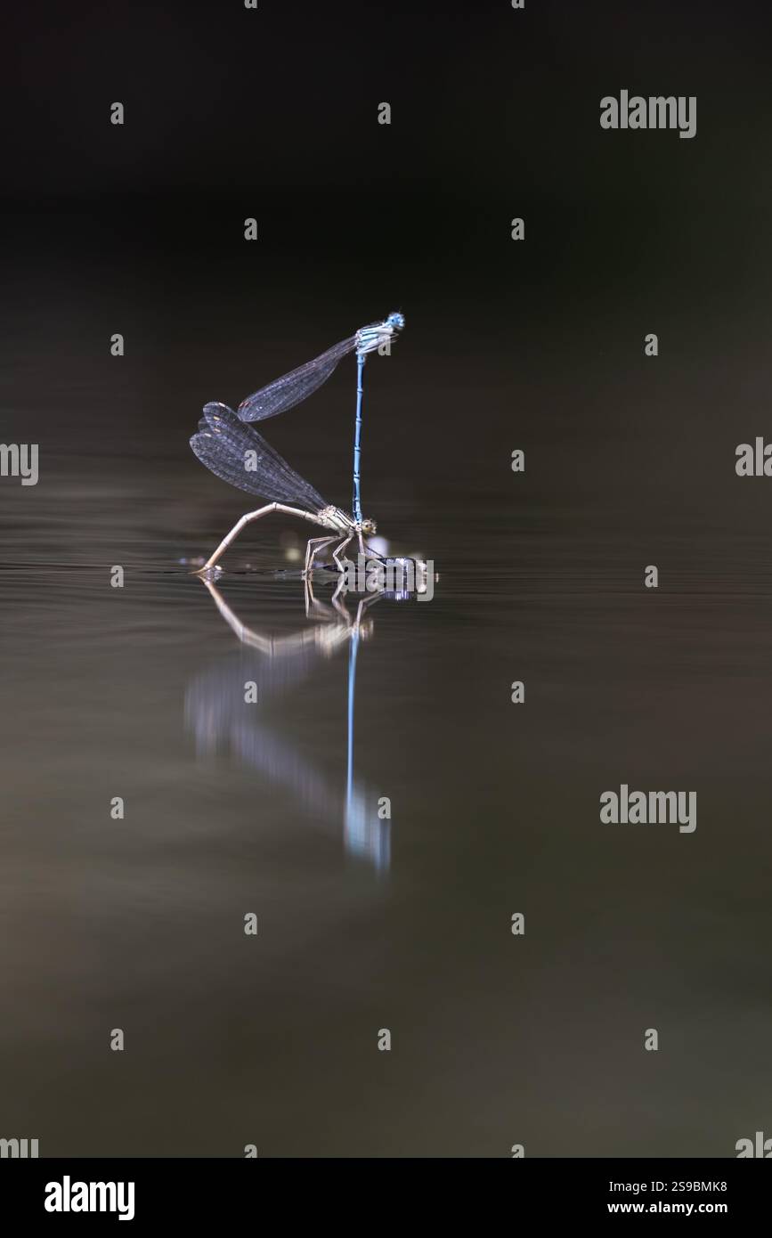 Une délicate demoiselle repose gracieusement sur un brin d'herbe incurvé, baigné dans la lumière du soleil douce et dorée. Banque D'Images