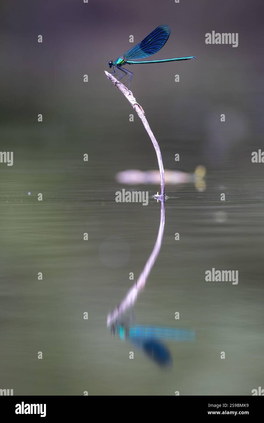 Une délicate demoiselle repose gracieusement sur un brin d'herbe incurvé, baigné dans la lumière du soleil douce et dorée. Banque D'Images