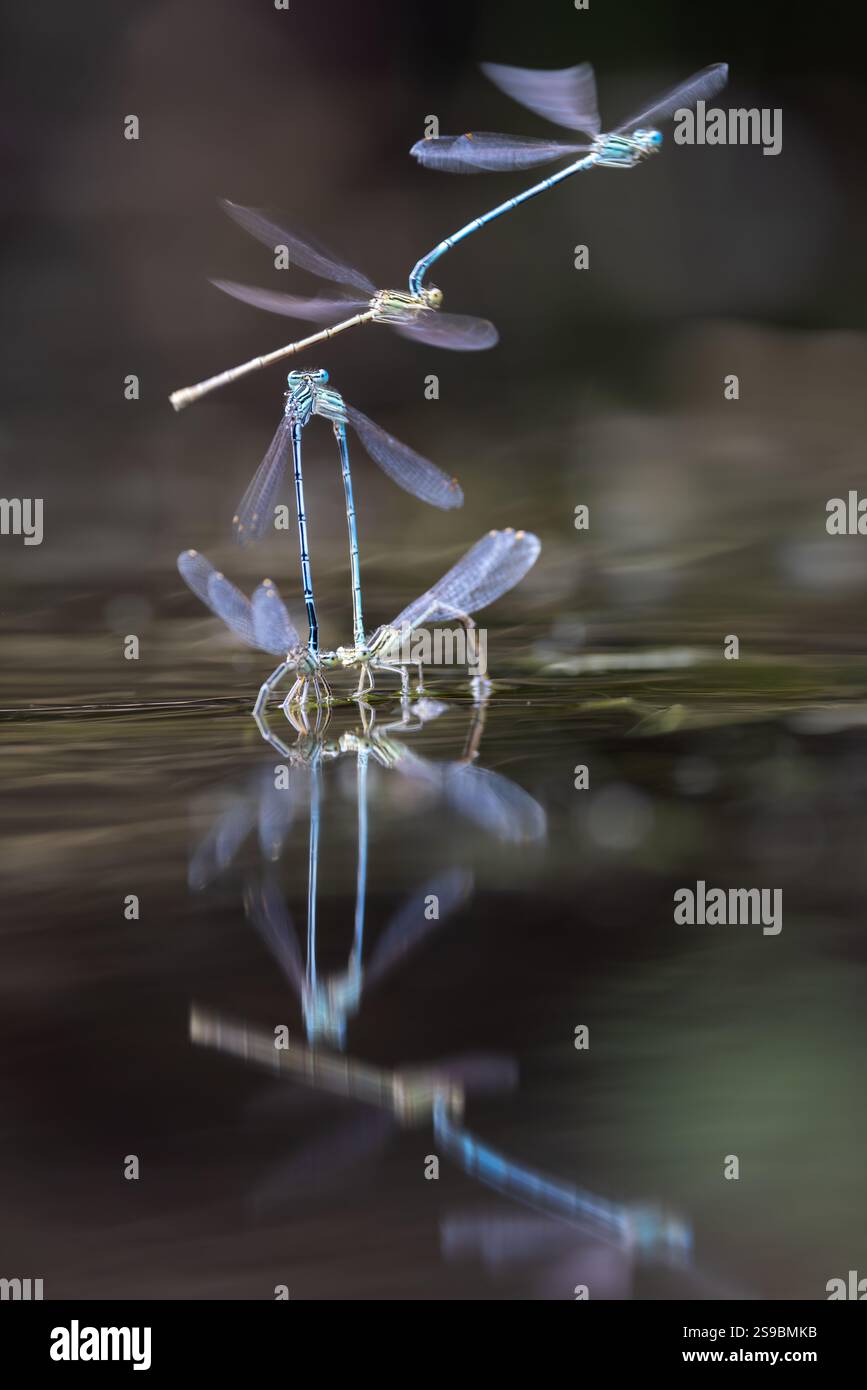 Une délicate demoiselle repose gracieusement sur un brin d'herbe incurvé, baigné dans la lumière du soleil douce et dorée. Banque D'Images