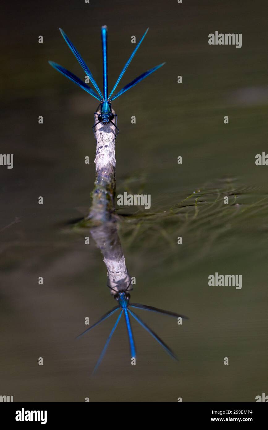 Une délicate demoiselle repose gracieusement sur un brin d'herbe incurvé, baigné dans la lumière du soleil douce et dorée. Banque D'Images