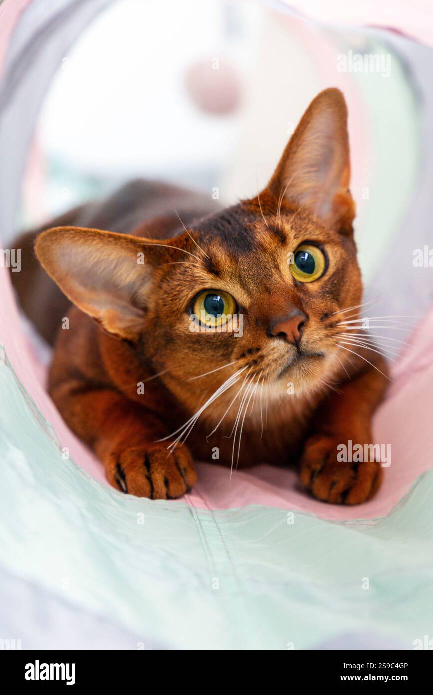 Portrait de chat abyssinien joue dans le jouet tube Banque D'Images