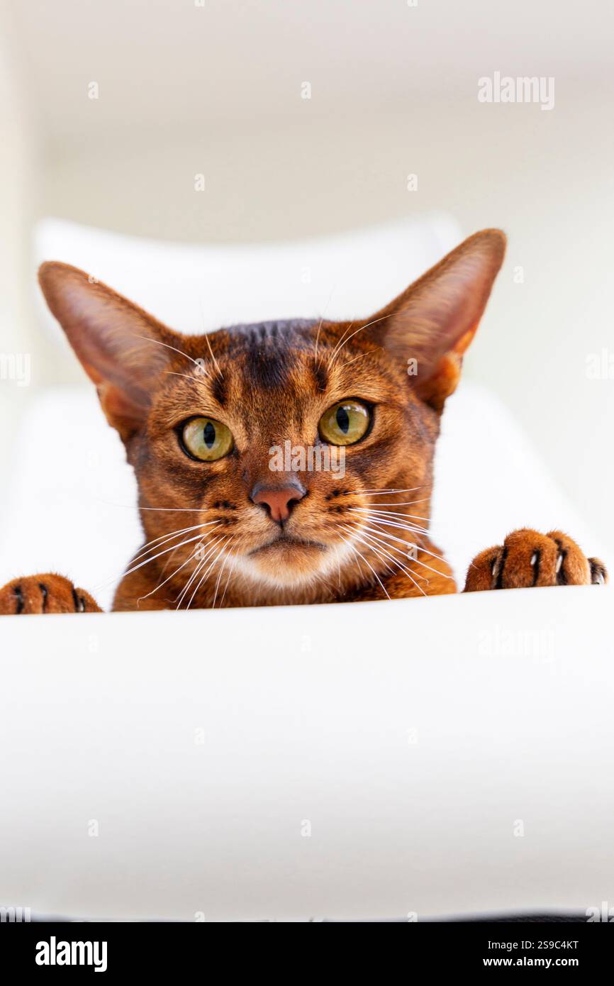 Chat abyssinien élégant avec des yeux expressifs et une posture alerte regardant vers le bas Banque D'Images