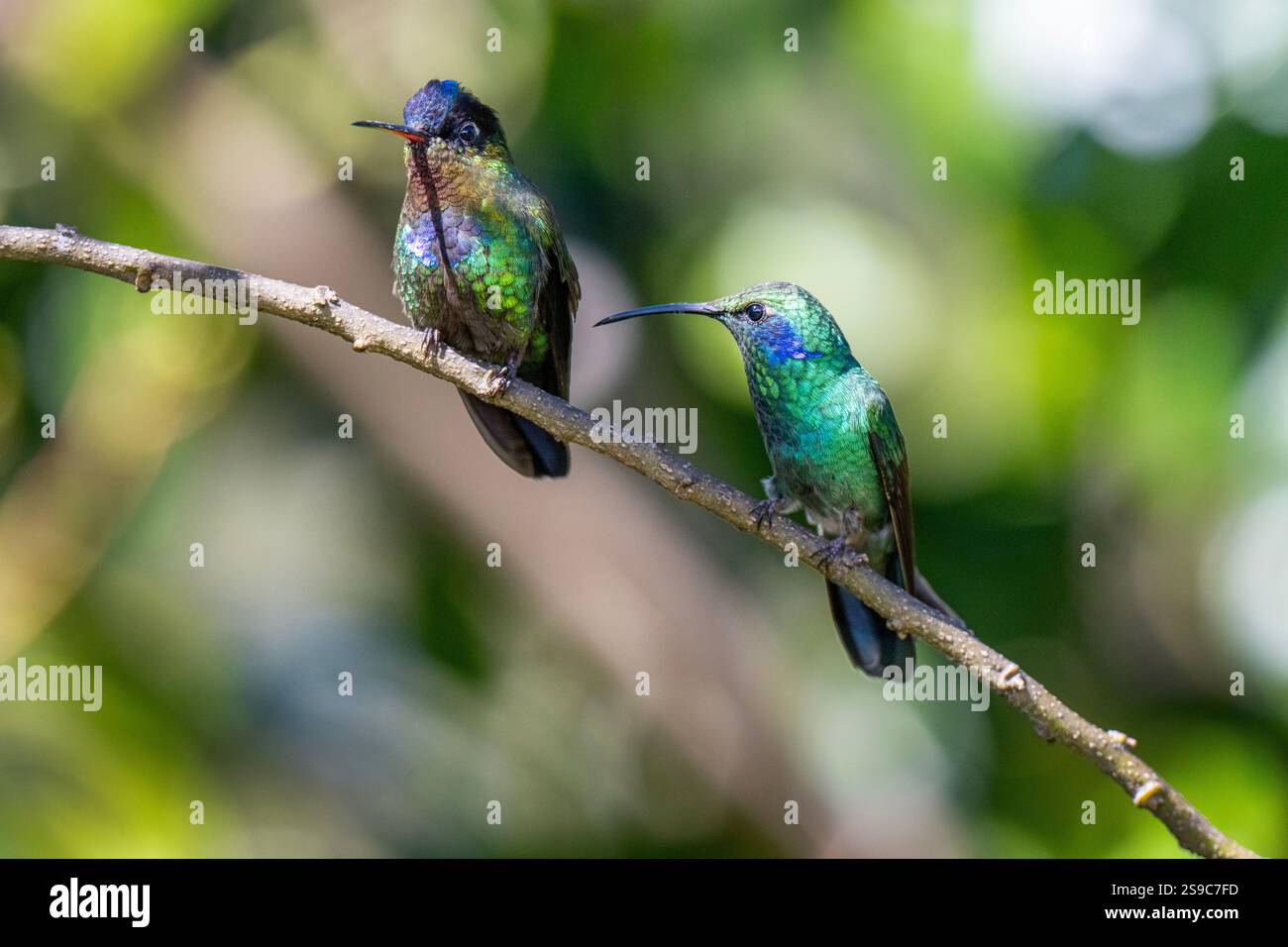 Costa Rica, montagnes Talamanca, Savegre. Moindre violetear aka violetear vert et colibris à gorge de feu (Panterpe insignis). Banque D'Images