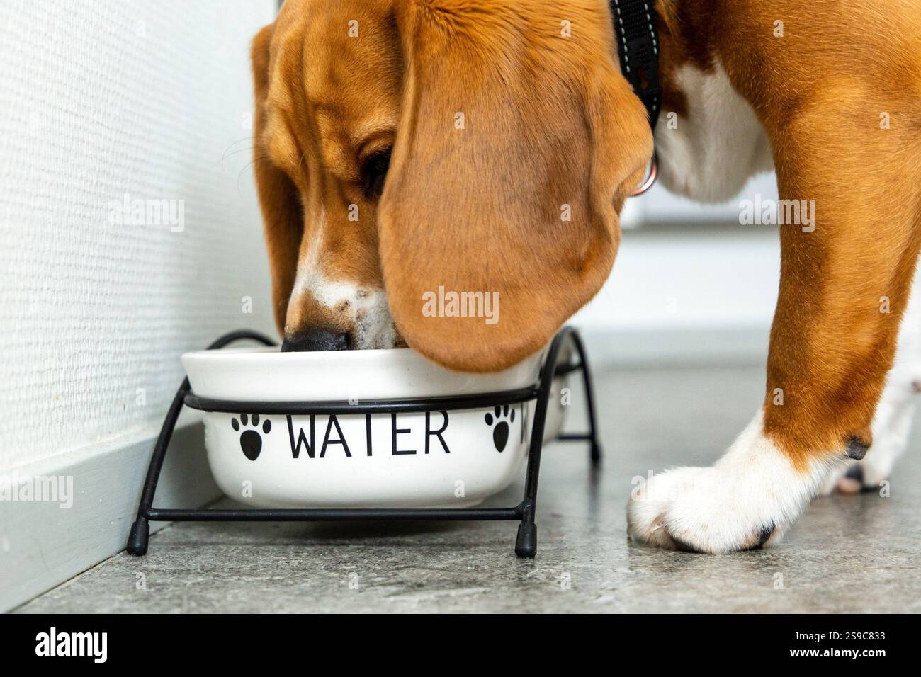 Beagle chien boire de l'eau Banque D'Images