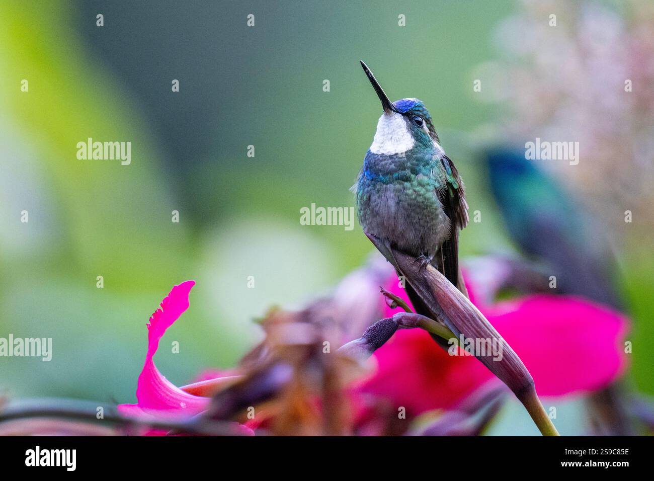 Costa Rica, montagnes Talamanca, Savegre. Gemme de montagne à gorge blanche (Lampornis castaneoventris) mâle (queue bleue) Banque D'Images