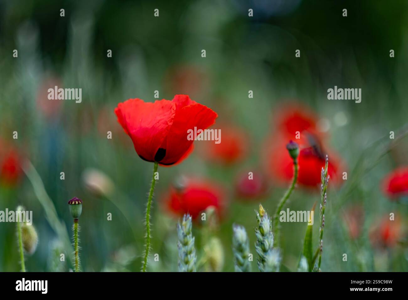 Champ de coquelicots (Papaver rhoeas) en fleur, Castille, Espagne Banque D'Images