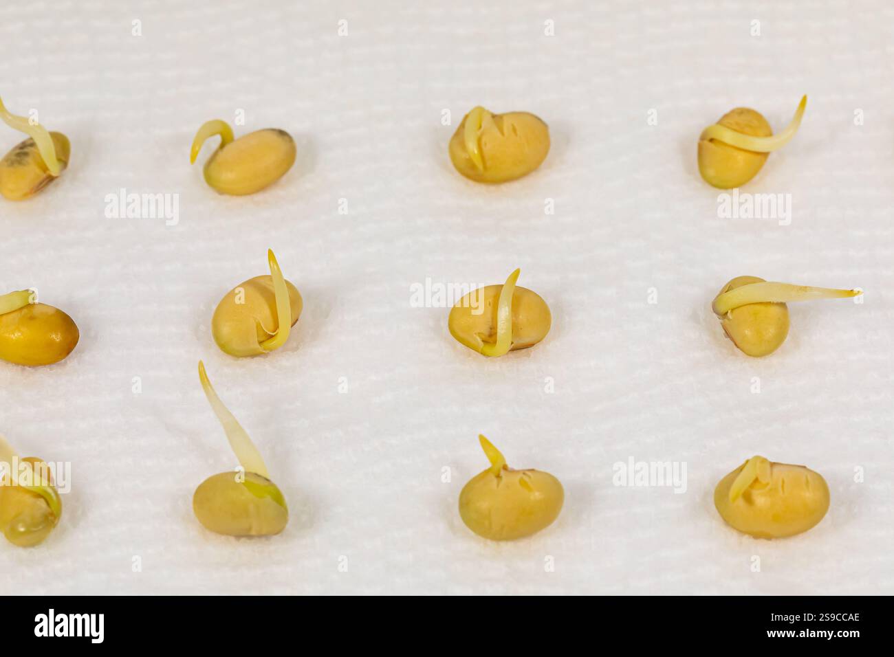 Test de germination des graines de soja dans du papier absorbant. Agriculture, agronomie et concept agricole. Banque D'Images