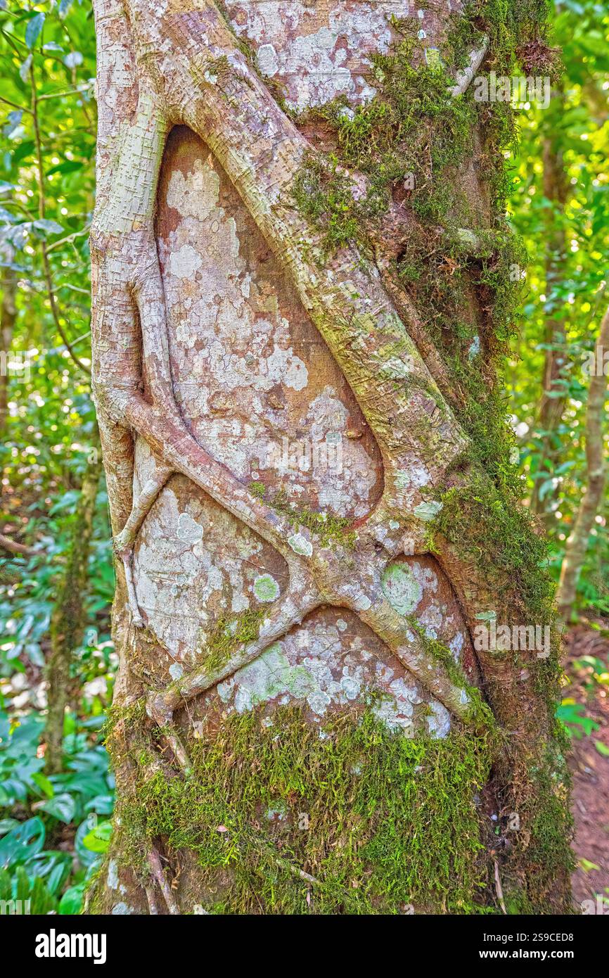 Figue Strangler poussant autour d'un arbre de la jungle dans le parc national d'Amboro en Bolivie Banque D'Images