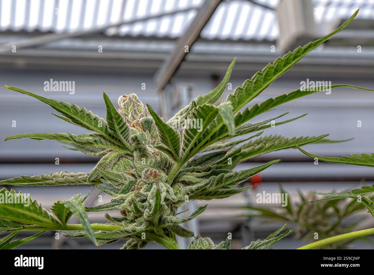 Gros plan d'une plante de cannabis en fleurs dans l'éclairage naturel Banque D'Images