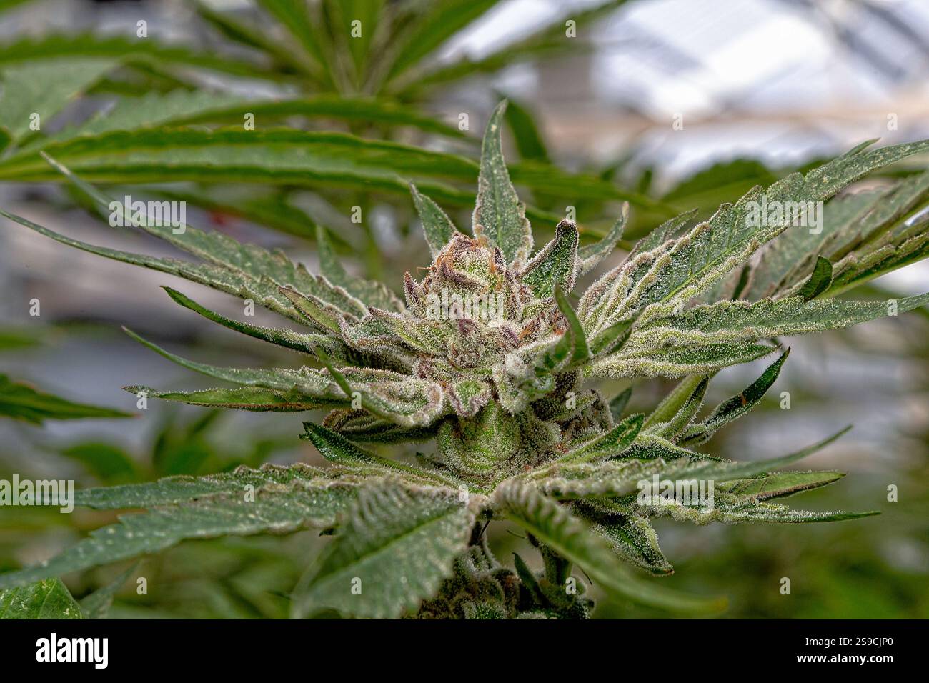 Gros plan d'une plante de cannabis en fleurs dans l'éclairage naturel Banque D'Images