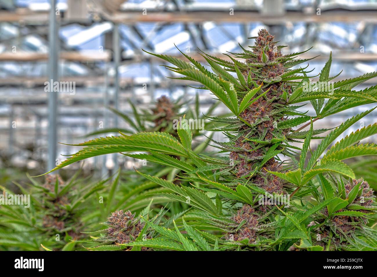 Gros plan d'une plante de cannabis en fleurs dans l'éclairage naturel Banque D'Images