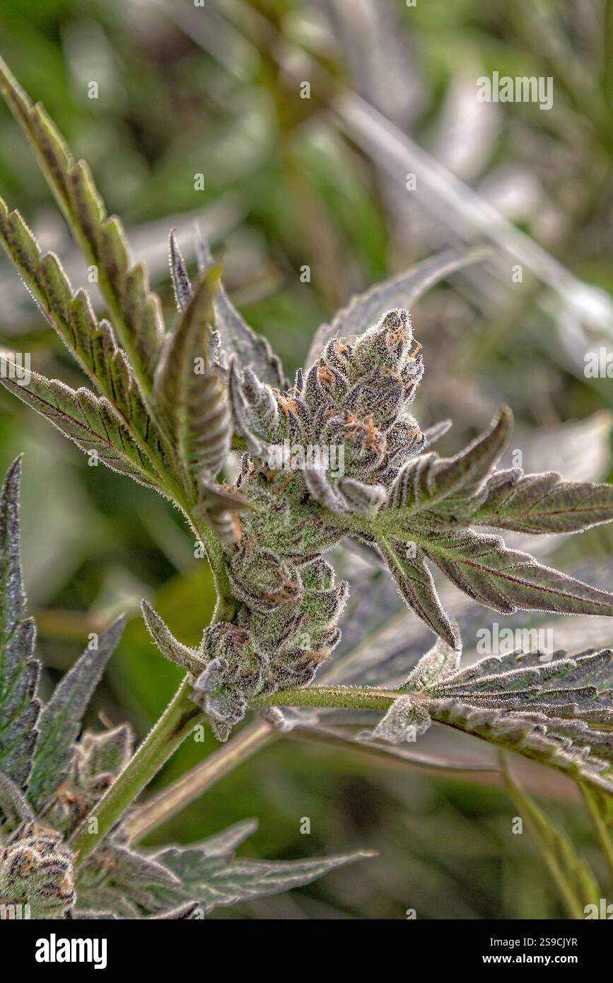 Gros plan d'une plante de cannabis en fleurs dans l'éclairage naturel Banque D'Images