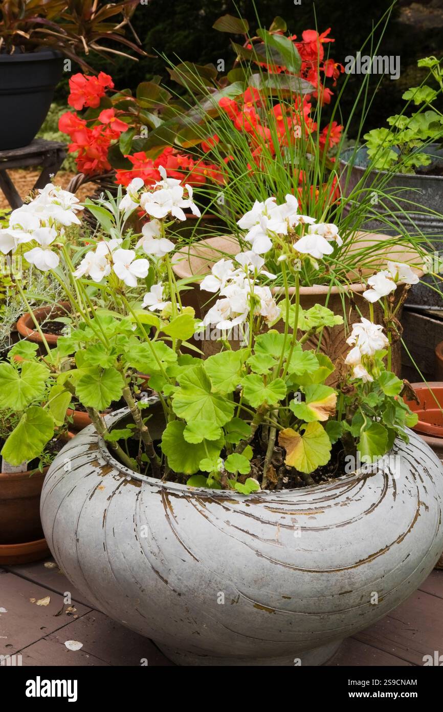 Gros plan de conteneurs avec des fleurs de Géranium blanc et de Begonia 'Dragon Wing' rouge sur une terrasse en bois surélevée dans le jardin de la cour arrière en été, Québec Banque D'Images