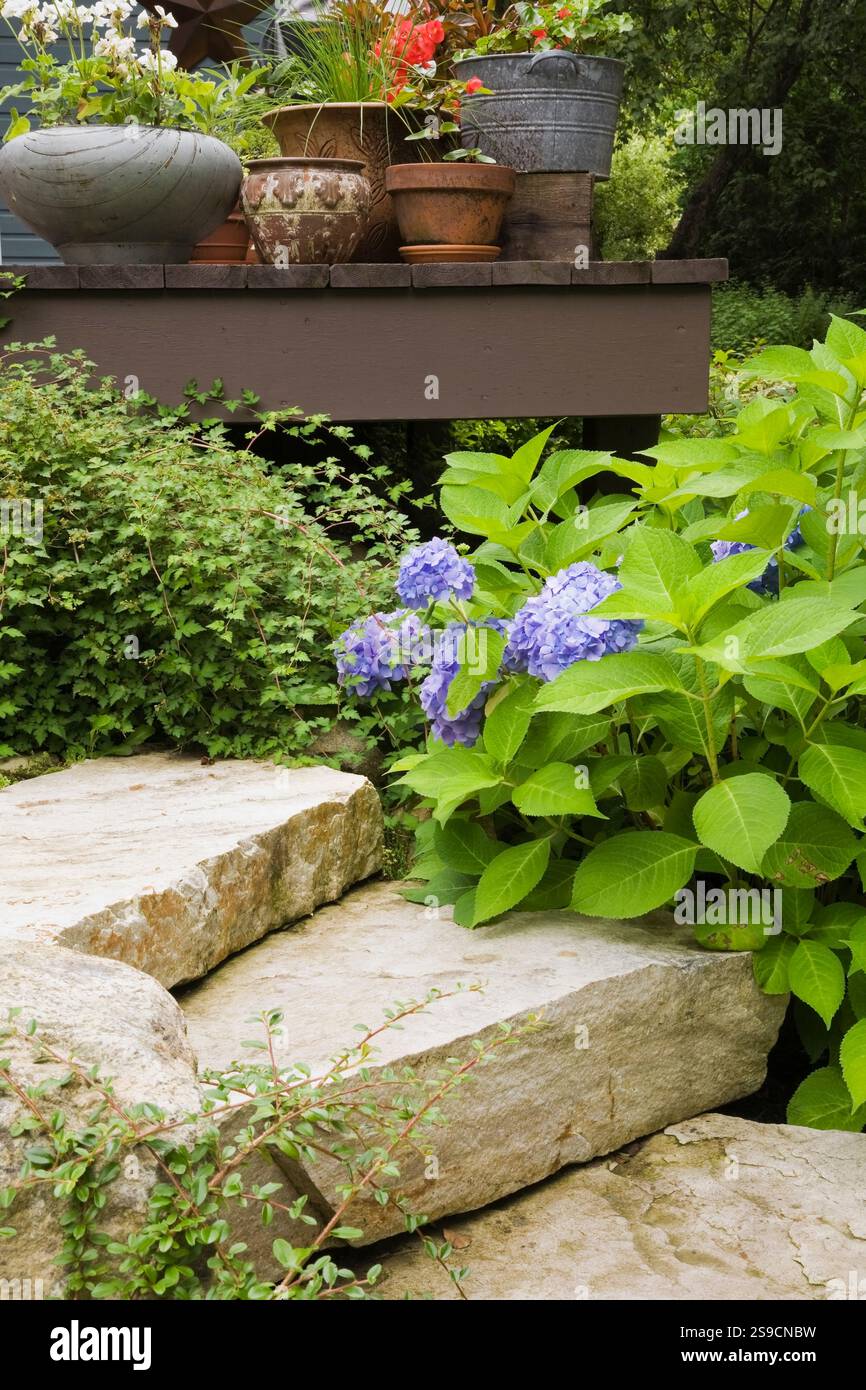 Marches en pierre naturelle avec Stephanandra incisa 'Crispa' - arbuste en dentelle de feuille de coupe et hydrangea macrophylla à fleurs mauves 'Endless Summer' plus conteneurs Banque D'Images