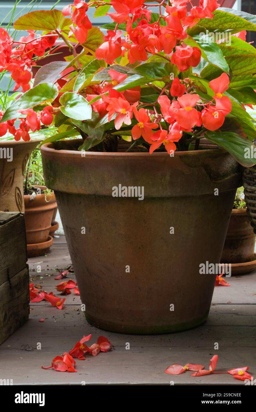 Gros plan de Begonia rouge 'Dragon Wing' dans un pot de fleurs en terre cuite dans le jardin de l'arrière-cour en été, Québec, Canada. Cette image est autorisée par le propriétaire. CUPR0246 Banque D'Images