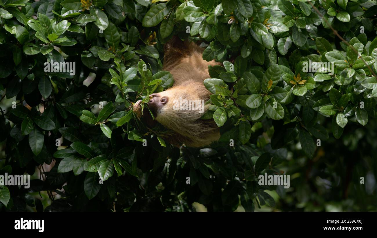 Le paresseux à deux doigts de Hoffman, Choloepus, suspendu à l'envers d'un arbre mangeant des feuilles dans la province d'Alajuela, Costa Rica. Banque D'Images