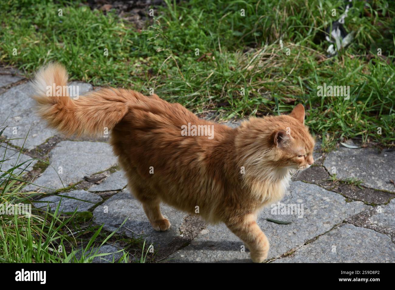 Pelucheux femelle gingembre Tabby Cat Banque D'Images