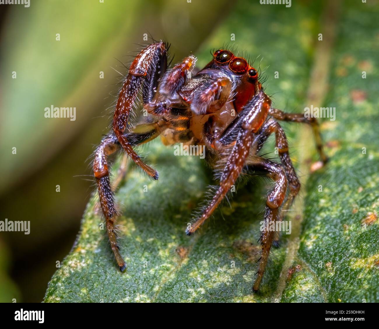 Une araignée sauteuse de Sylvan (Colonus sylvanus) se tient haute pour inspecter. Banque D'Images