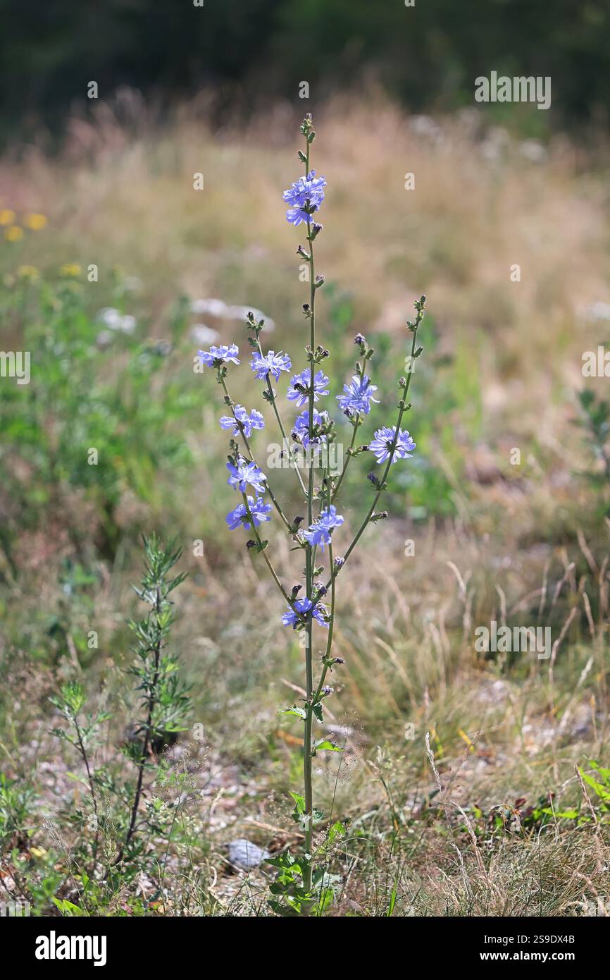Chicorée, Cichorium intybus, également connu sous le nom de Marguerite bleue, pissenlit bleu, marins bleus, herbe bleue, couchette, café-weed, bleuet, hendibeh, horseweed, ragg Banque D'Images Chicorée, Cichorium intybus, également connu sous le nom de Marguerite bleue, pissenlit bleu, marins bleus, herbe bleue, couchette, café-weed, bleuet, hendibeh, horseweed, ragg Banque D'Images
