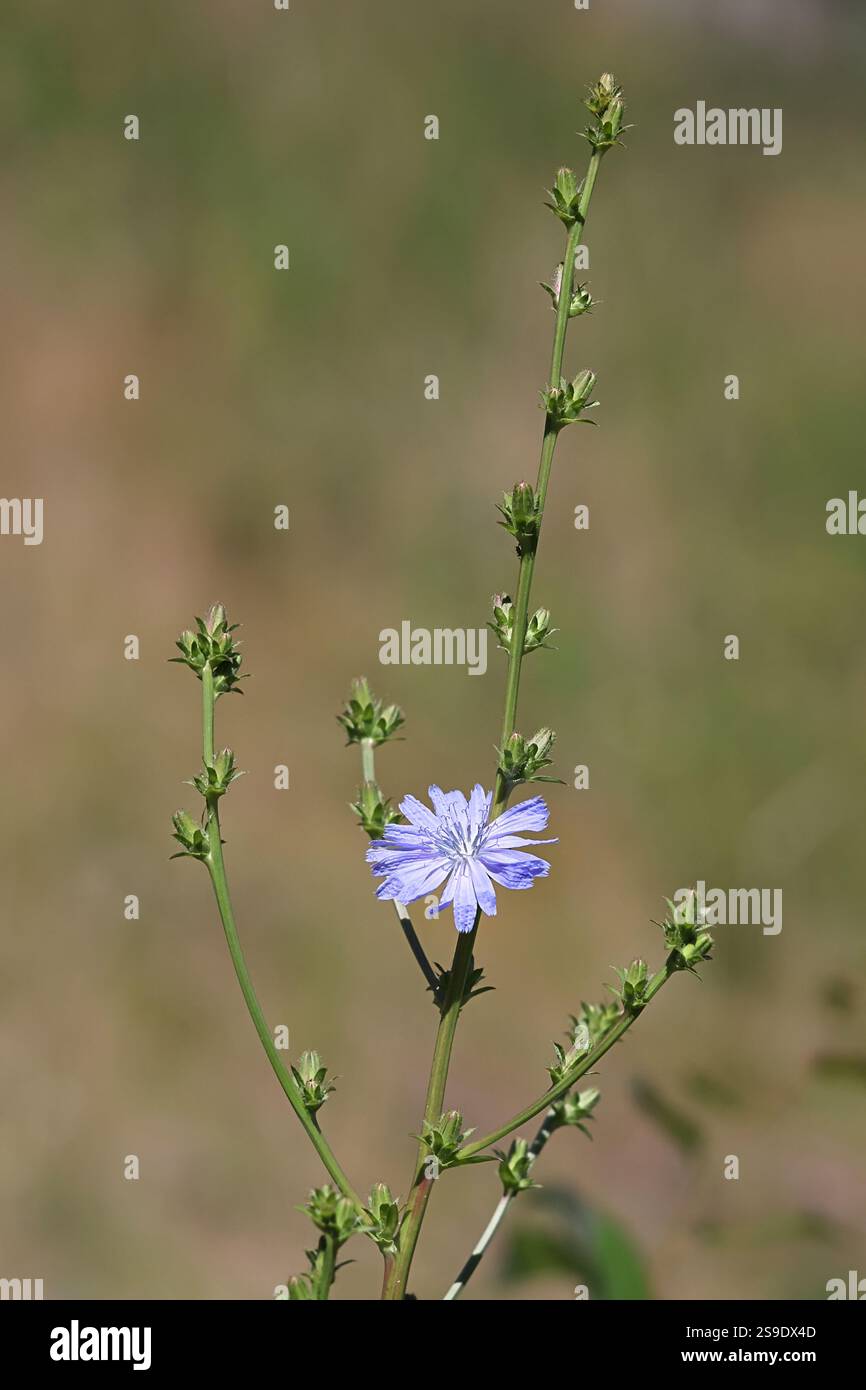 Chicorée, Cichorium intybus, également connu sous le nom de Marguerite bleue, marins bleus, herbe bleue, couchette, café-weed, bleuet, hendibeh, herbe à cheval, marins déchiquetés, sauvages Banque D'Images Chicorée, Cichorium intybus, également connu sous le nom de Marguerite bleue, marins bleus, herbe bleue, couchette, café-weed, bleuet, hendibeh, herbe à cheval, marins déchiquetés, sauvages Banque D'Images