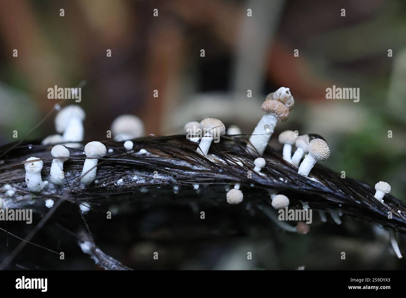 Onygena corvina, communément connu sous le nom de plumes stalkball, poussant sur des poils d'orignal, champignon de Finlande Banque D'Images