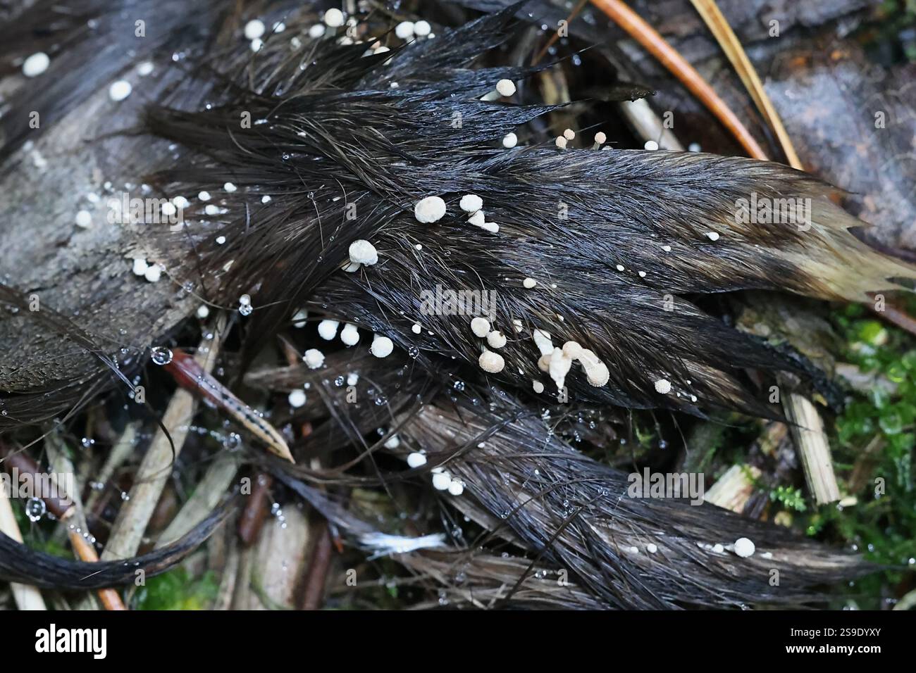 Onygena corvina, communément connu sous le nom de plumes stalkball, poussant sur des poils d'orignal, champignon de Finlande Banque D'Images