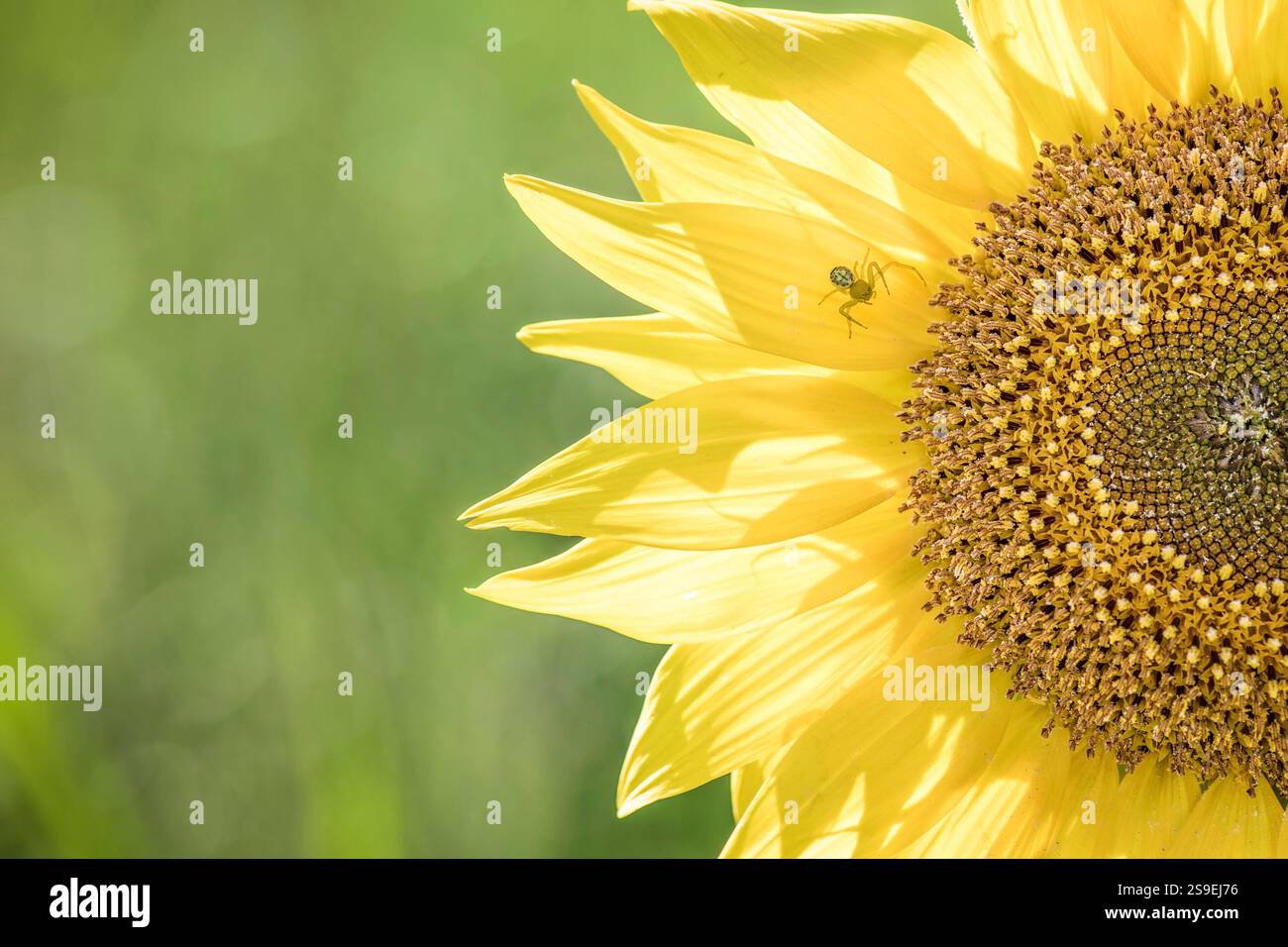 Fleur de tournesol jaune, lumière du jour éclatante, emblème floral ensoleillé heureux, agriculture de récolte de cultures oléagineuses Banque D'Images