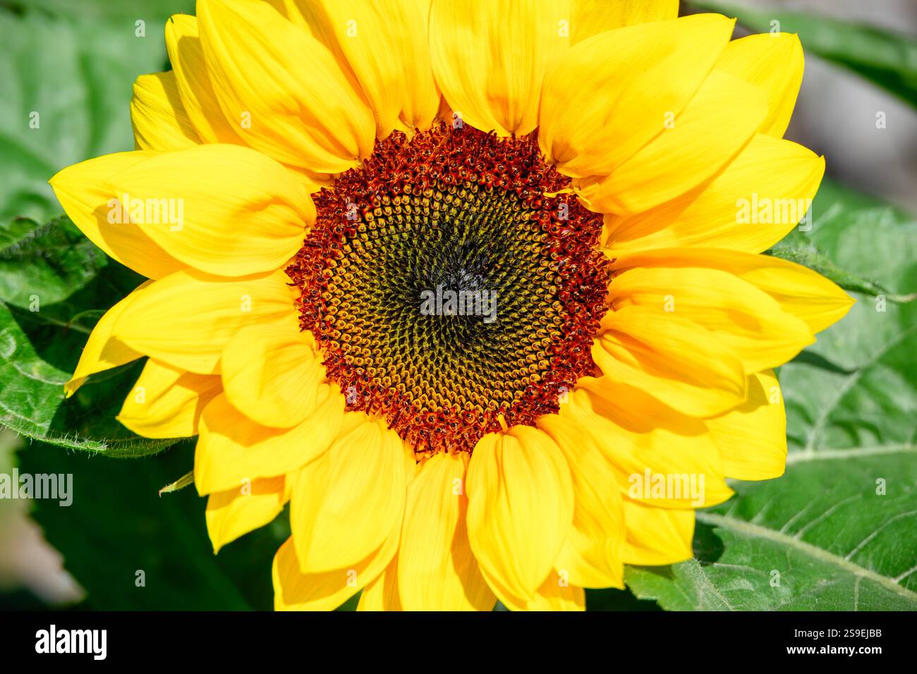 Fleur de tournesol jaune, lumière du jour éclatante, emblème floral ensoleillé heureux, agriculture de récolte de cultures oléagineuses Banque D'Images